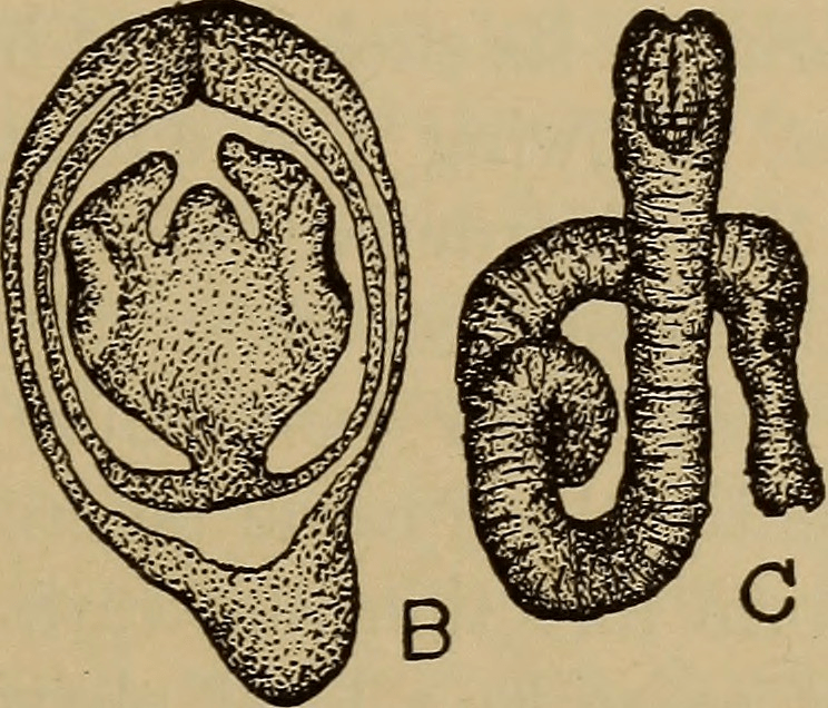 Beneath The Skin: The Alarming Reality of Parasitic&nbsp;Worms