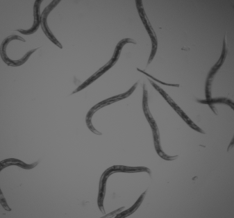 Would you still love me if I were a&nbsp;worm?